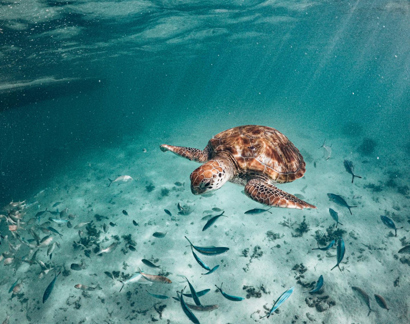 Nager avec les tortues à l'île Maurice